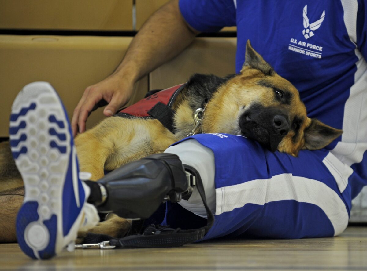 service dog resting on owner